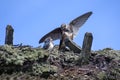 Two young barn swallows Hirundo rustica and a sand martin or blank swallow Riparia ripariaon a thatched roof against the blue