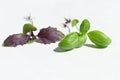 Two young Basil shoots with green and purple leaves and roots