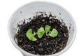 Two young basil sprouts grow in the ground in a plastic cup Royalty Free Stock Photo