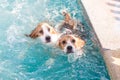 Two young beagle dog playing on the swimming pool - look up Royalty Free Stock Photo