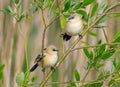 Two young Bearded reedlings perched on willow branch in the sunny morning Royalty Free Stock Photo