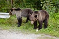 Two young bears on parking near forest. Royalty Free Stock Photo