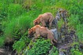 Two Young Bears staring at a Threat