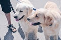 Two young beautiful adorable labradors retrievers with dog owner on a walk. Dog friendship. Protection safety guide Royalty Free Stock Photo