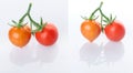 Two young beautiful cherry tomatoes on a branch on a white background with reflection. Royalty Free Stock Photo