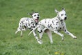 Two young beautiful Dalmatian dogs