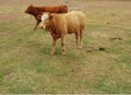 Two young beef cattle Royalty Free Stock Photo