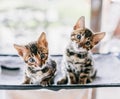 Two young Bengal cats portrait. Cute kittens