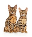 Two young Bengal kitten on white background Royalty Free Stock Photo