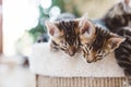 Two young Bengal kittens hug when sleeping. Animal love