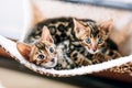 Two young Bengal cats resting on hammock.