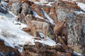 Two young Bighorn Sheep on snowy cliff's edge near Jackson Wyoming Royalty Free Stock Photo