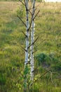Two young birches in the field in spring. White trunks of birches backlit by the morning sunlight in a meadow Royalty Free Stock Photo