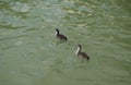 Two young birds coot on water