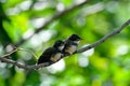 Two young birds