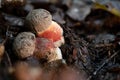 Two really young bitter beech bolete mushrooms (Caloboletus calopus)