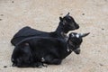 Two young black baby goats in farmyard. Goats sitting on the ground Royalty Free Stock Photo