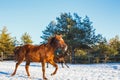 Two young black and red Arabian stallions run gallop along the parade ground. It is snowing, but spring has come Royalty Free Stock Photo