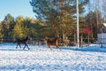 Two young black and red Arabian stallions run gallop along the parade ground. It is snowing, but spring has come Royalty Free Stock Photo