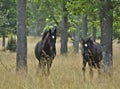 Two young black stallions Royalty Free Stock Photo