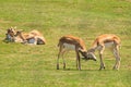 Two young blackbuck, or Indian antelopes, fight