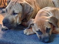 Two young boerboel dogs resting