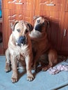 Two young Boerboel dogs sitting in kitchen