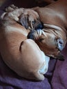 Two young Boerboel dogs sleeping close