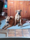 Two young Boerboel puppies