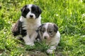 Two young border collies Royalty Free Stock Photo