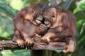 Two young Bornean orangutans are resting. Royalty Free Stock Photo