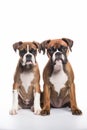 Two young Boxer Dogs Royalty Free Stock Photo