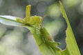 Two young, bright green grasshoppers are eating grass. Royalty Free Stock Photo