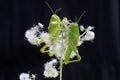 Two young, bright green grasshoppers are eating wildflowers. Royalty Free Stock Photo