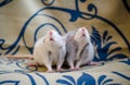 Two young brothers pet black husky rats on blanket background