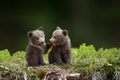 Two young brown bear cub in the fores Royalty Free Stock Photo