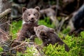 Two young brown bear cub in the forest. Portrait of brown bear, animal in the nature habitat Royalty Free Stock Photo