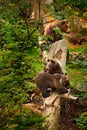 Two young brown bear lost in the forest. Portrait of brown bear, sitting on the green tree, animal in the nature habitat, Germany. Royalty Free Stock Photo