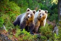 Two young brown bears in the authumn forest Royalty Free Stock Photo