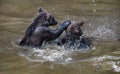 Fighting brown bears in a muddy river