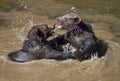 Two young brown bears playing in the water Royalty Free Stock Photo