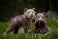 Two young brown bears in the forest. Animal in the nature habitat Royalty Free Stock Photo