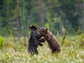 Two young brown bears are playing in a forest clearing with each other. Royalty Free Stock Photo