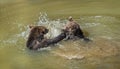 Brown bears playing in the water Royalty Free Stock Photo