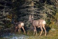 Two young brown Deer walking in the forest Royalty Free Stock Photo