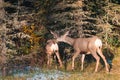 Two young brown Deer walking in the forest Royalty Free Stock Photo