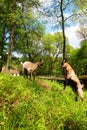 Two young brown domestic goats fighting