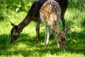 Two fallow deer graze on the grass in summer Royalty Free Stock Photo