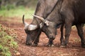 Two young buffalo with heads together