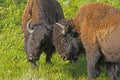 Two young bull Bison practice fighting. Royalty Free Stock Photo